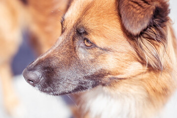 Hund / Hundeschnauze