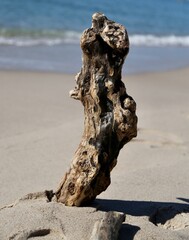 Brown driftwood log standing upright in the sand