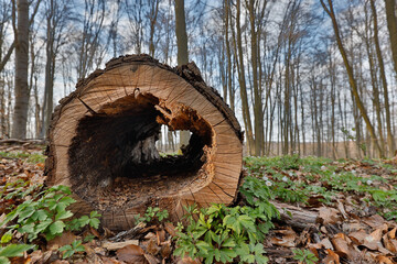 hohler Baumstamm im Wald