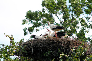 White storks and there babies in the huge nest, Russia