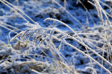 Snow-covered dry grass in a winter field in macro photography