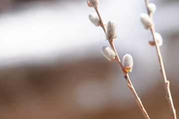 A forest blood-sucking infectious tick awaiting prey. Tick-borne encephalitis, Lyme disease, borreliosis, the parasite crawls on a branch in its natural habitat. Macro. Dermacentor Marginatus.