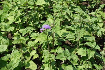 Lush green leaves and lavender colored flowers of Ageratum houstonianum in June