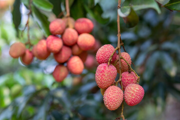 Lychees grow on green plants, about to ripen to red in the garden. Thai farmers in summer, delicious, sweet, sour