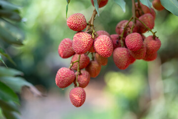 Lychees grow on green plants, about to ripen to red in the garden. Thai farmers in summer, delicious, sweet, sour