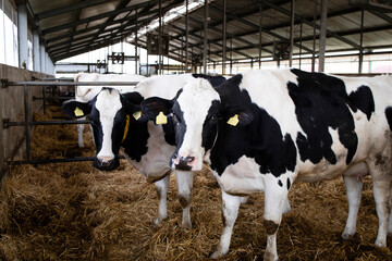 Cows at domestic animal farm for meat or milk production and husbandry.