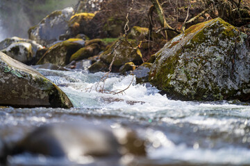 stream in the forest