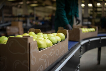 Working in organic food factory sorting green apples and conveyer belt transporting to the cold...