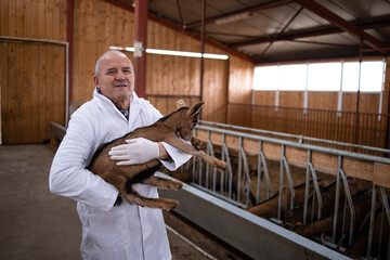 Portrait of veterinarian in white coat standing in farmhouse stable and holding goat kid domestic animal. Healthcare of animals for food production.