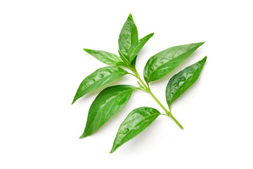 Flat lay of Fresh Andrographis paniculata leaf isolated on white background. Clipping path