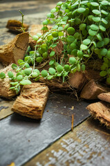Dischidia houseplants with coconut husk
