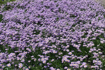 Plenty of violet flowers of Erigeron speciosus in June