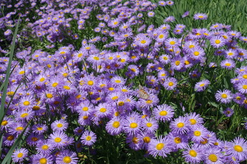 Showy fleabane with lots of violet flowers in June