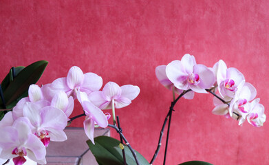 close up of orchid white and pink colors with isolated pink color background.