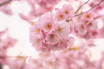 Sakura flowers over blurred background