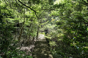 福岡の山で見た、太陽に照らされる葉っぱ