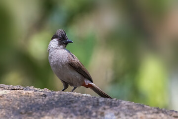 Sooty-headed bulbul (Pycnonotus aurigaster) on the rock 