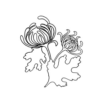 A bouquet of flower, bud, chrysanthemum leaves drawing with a black outline with white fill.