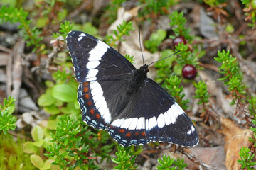 Red-spotted purple or white admiral, is a North American butterfly species (Limenitis arthemis arthemis) found in Alaska, United States
