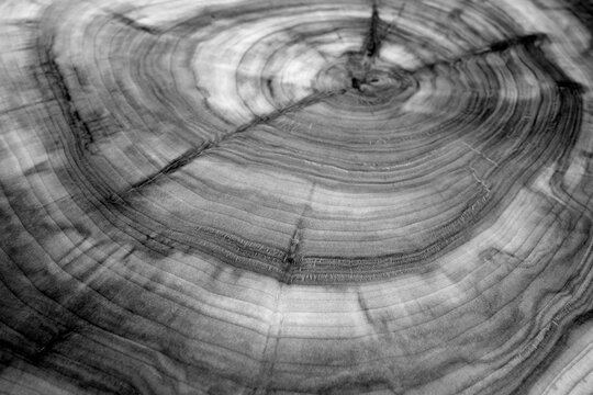 Wooden board texture with blur effect in black and white.