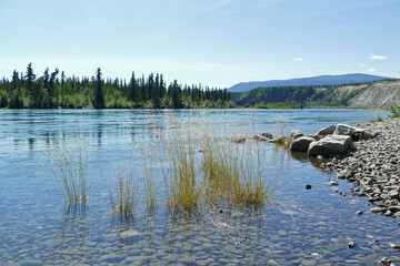 Yukon River near Whitehorse, famous river flows between Atlin Lake, British Columbia, Yukon to...
