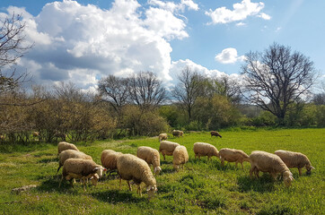 Obraz premium sheeps sheeps on green meadow in spring feeding