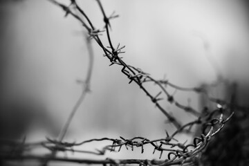 A black-and-white image of an old rusty tangled barbed wire on the fence of a protected area. Prison. Restriction of freedom.