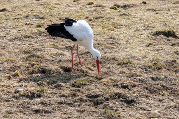 stork in the ground collects insects for food