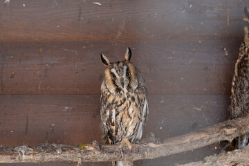 owl in the zoo sitting in the cage