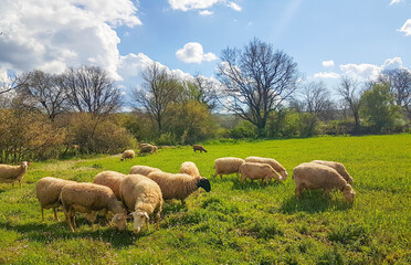 sheeps sheeps on green meadow in spring feeding