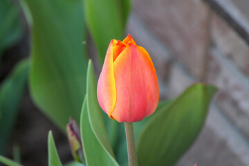 Orange tulip bud  with yellow edge on the petals. Spring flowers.