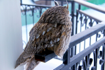 An owl that flew to the window at night and warmed up from the heat of the house