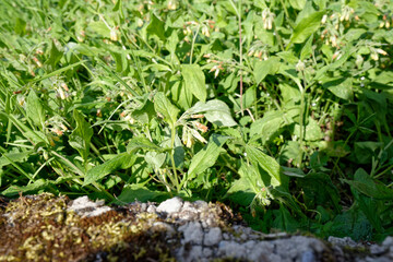 primula veris in a garden