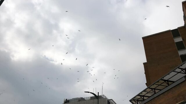 Flock of birds flying in the gloomy sky with clouds in the city. Video in 4K.