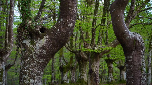 Beech forest pollarded in spring in Urkiola Natural Park, Bizkaia, Basque Country, Spain, Europe