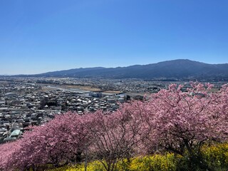 河津桜の並木