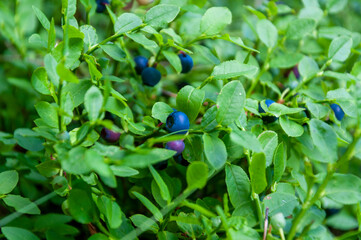 Ripe blueberries on a bush, close up.