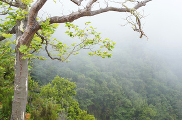 Baum im Nebel
