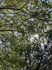 sky view between trees in sunny day