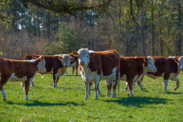 Fototapeta na wymiar The breed hereford cows, enjoying the fresh morning grass, and the heifers have just had calves, which are still suckling by their mother