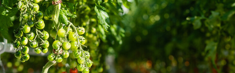 branches of green cherry tomatoes on blurred background, banner