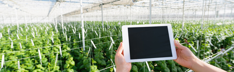 partial view of farmer holding digital tablet with blank screen in glasshouse, banner - Powered by Adobe