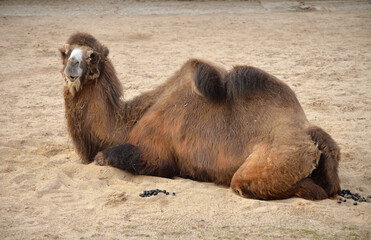 Bactrian camel lies in zoo's aviary