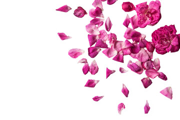 Marco de rosas rosadas sobre fondo blanco para sitios web, tarjetas del día de la madre, día de la mujer, matrimonios etc. 