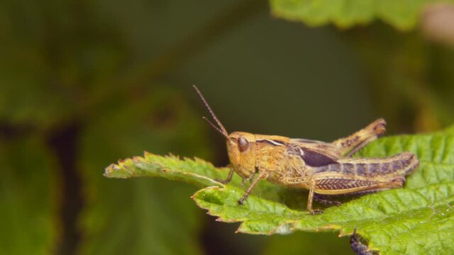Agricultural pest Grasshopper or locust sitting on the grass close up