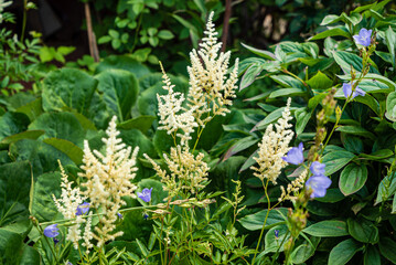 white astilba in the garden