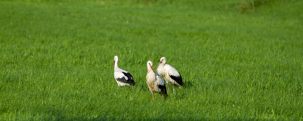 Drei Störche suchen Futter im Gras auf einer grünen Wiese Weißstorch / Klapperstorch (Lat.: Ciconia ciconia) im Sommer