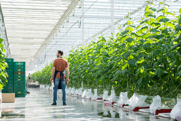 back view of farmer with digital tablet standing near cucumber plants in greenhouse