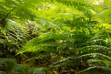 Ferns in the forest