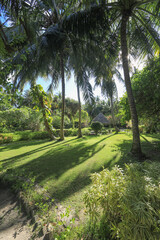 palm trees on a tropical island